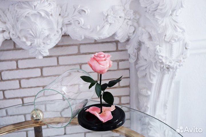 Живая роза в колбе в подарок