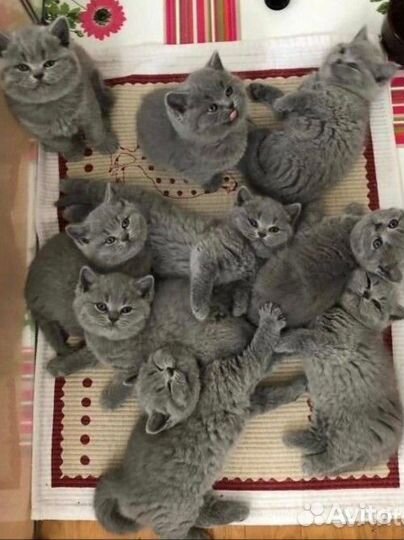 Котята