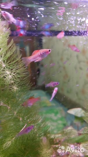 Аквариумная рыбка Радужный меченосец