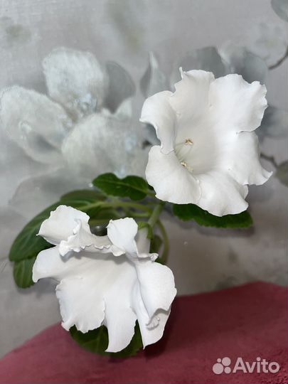 Глоксиния цветущая