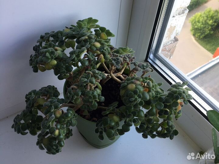 Аихризон дерево любви