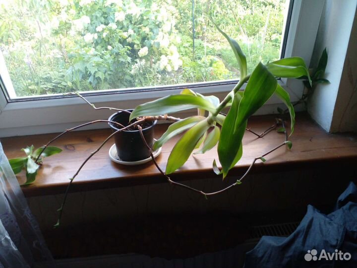 Растение золотой ус