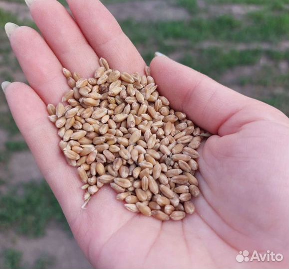 Зерно пшеница