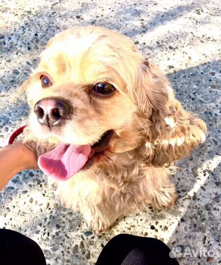 Домашняя передержка животных