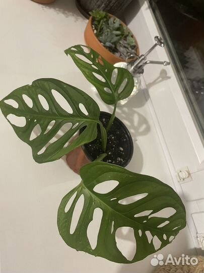 Монстера манки