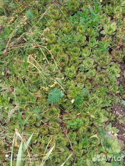 Каменная роза