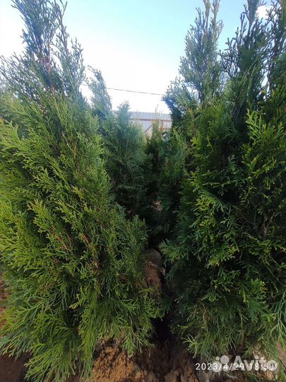 Туя смарагд