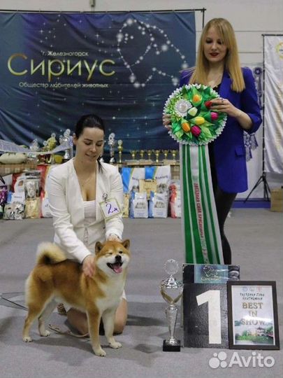 Щенки сиба ину