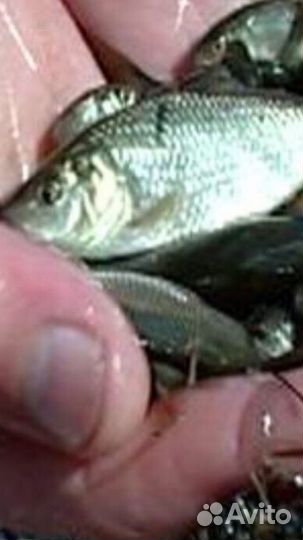 Живцы карася