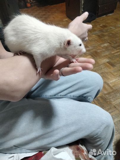 Крыса в добрые руки