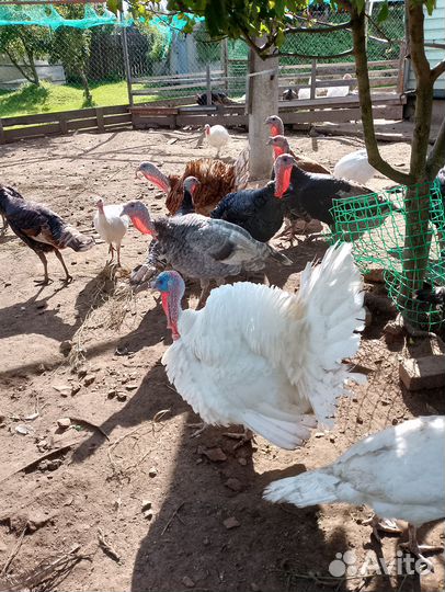 Домашняя птица