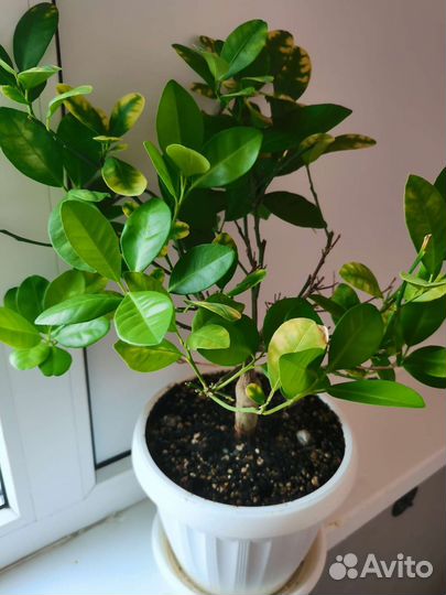 Каламондин