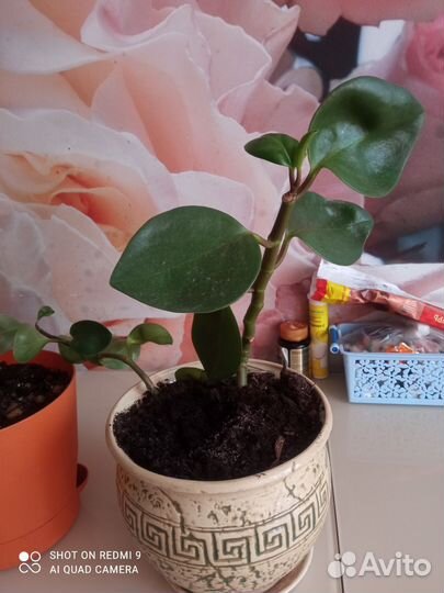 Комнатные цветы