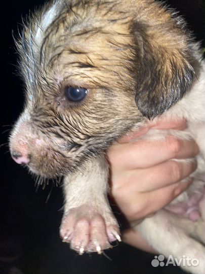 Щенки дворняжки