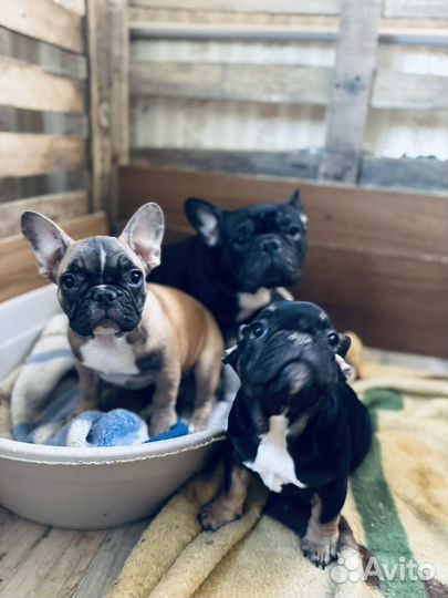 Французский бульдог щенки девочка