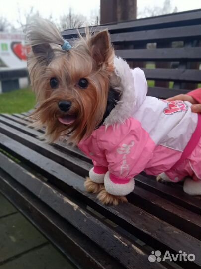 Йоркширский терьер вязка