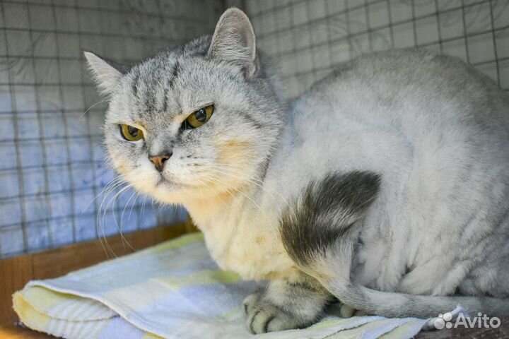 Кошка Белла в добрые руки