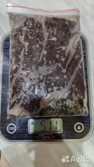 Артемия мороженная