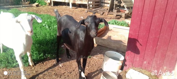 Коза дойная