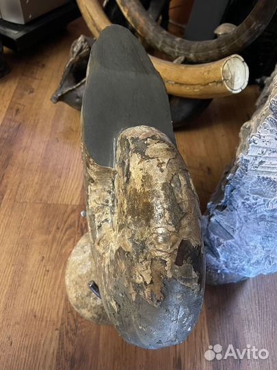 Частная коллекция. Огромный аммонит