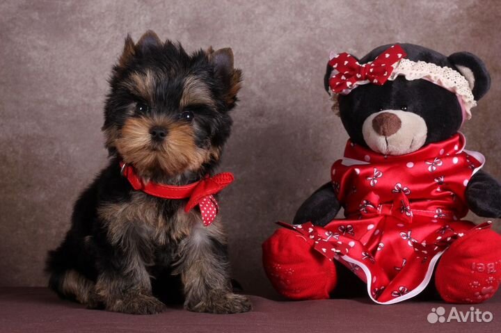 Йорка (резерв) Бесспорная Фаворитка РКФ