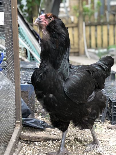 Породистые куры