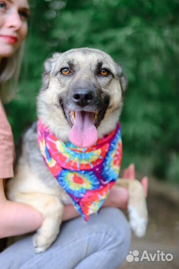 Собака в дар