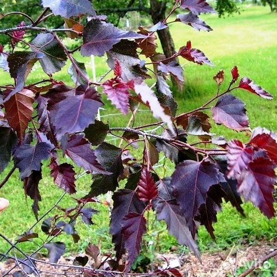 Берёза Юнги, Трост Дварф, Пурпуреа, Роял Фрост