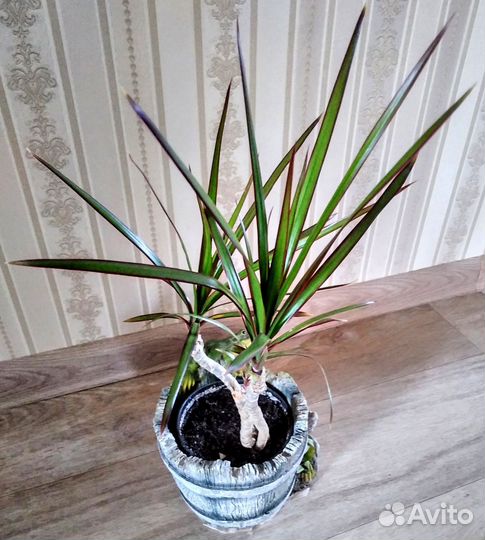 Драцена Песня Индии,драцена Маргината