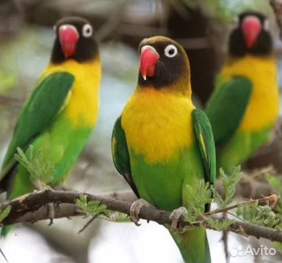 Неразлучник Масковый зеленый