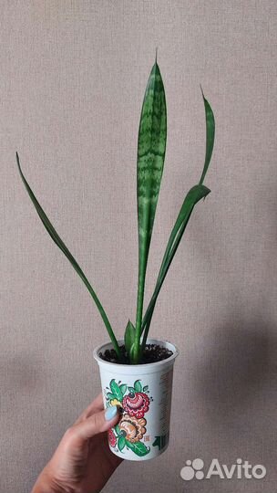 Много цветов