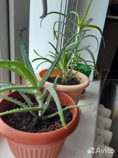 Алоэ с горшком