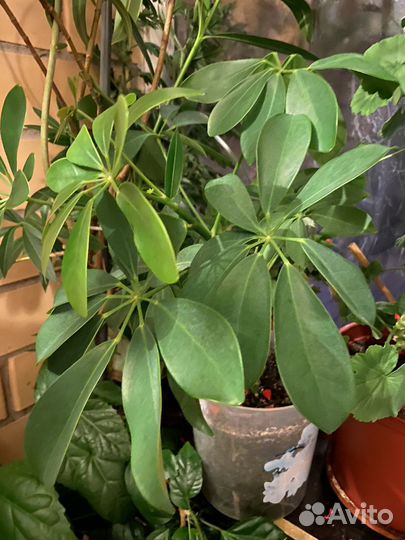 Олеандр махровый, акалифа, шефлера,традесканция