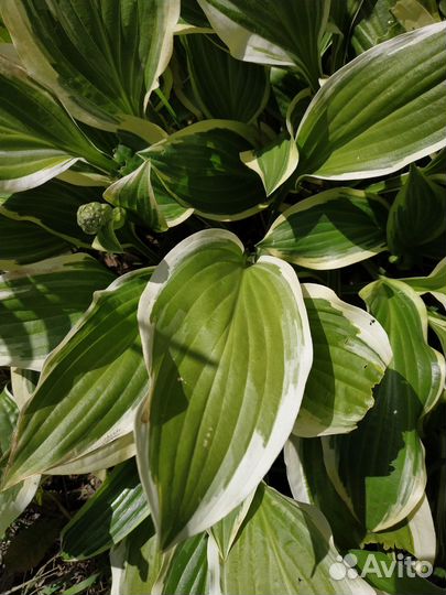 Хосты разные и много)