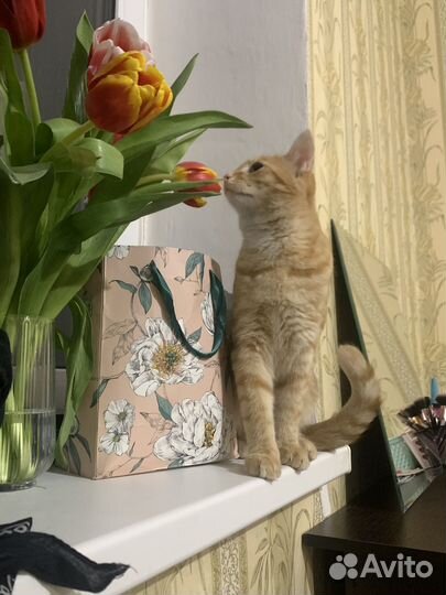 Отдам в добрые руки