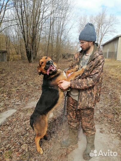 Добрый великан Бобося ищет дом в добрые руки