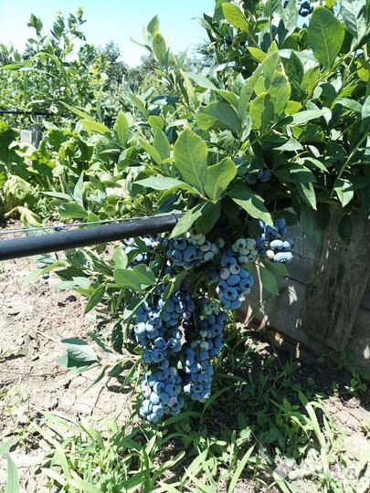 Саженцы голубики 1,2и 3 года