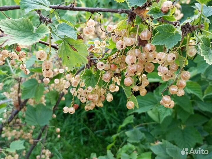 Смородина красная, белая - ягоды, саженцы молодые
