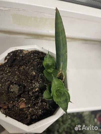 Сансевиерия цилиндрика, хани, инти