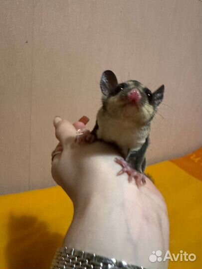 Белка летяга