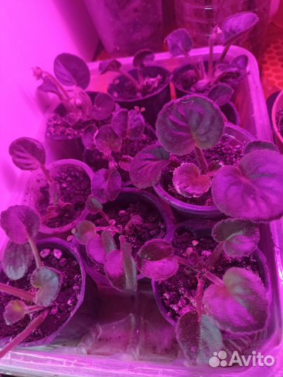 Фиалки наборами