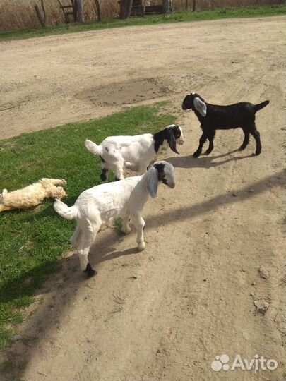 Козлята нубо-камори