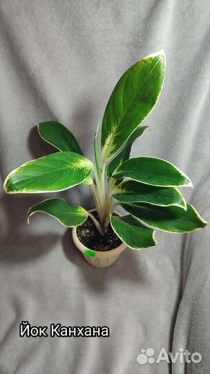 Аглаонемы разные