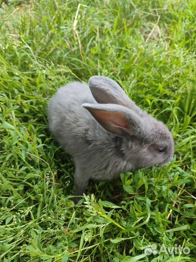 Кролики 3 месяца