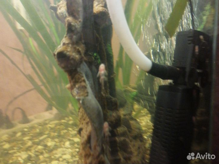 Сомики анциструсы