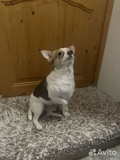 Вязка кобель Чихуахуа