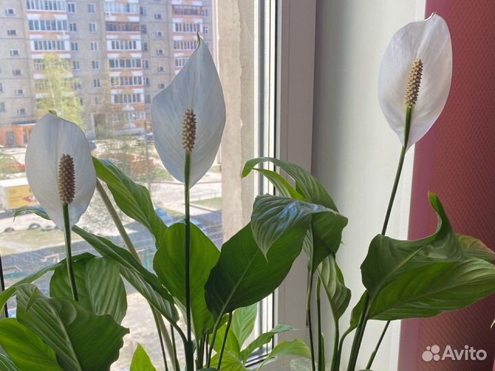 Спатифиллум