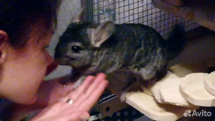 Передержка животных