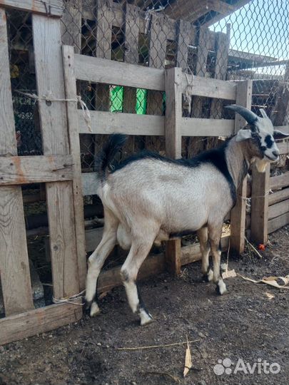 Нубийский козел