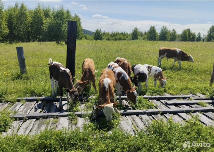 Продаются бычки,тёлочки